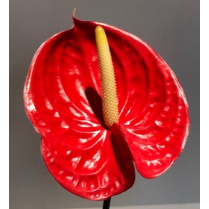 Anthurium Tropical Red Small