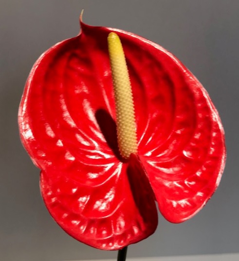 Anthurium Tropical Red Large