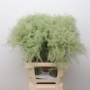 Dried Stipa Feather Mint Green