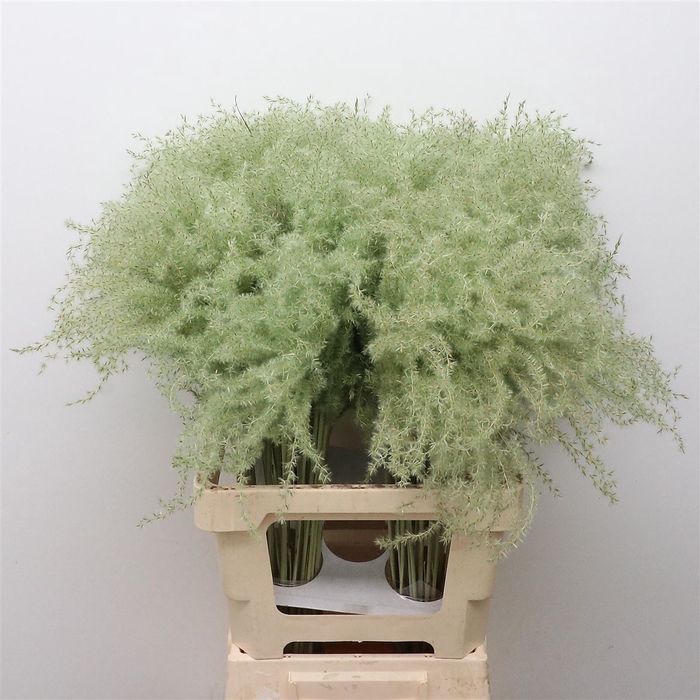 <h4>Dried Stipa Feather Mint Green</h4>