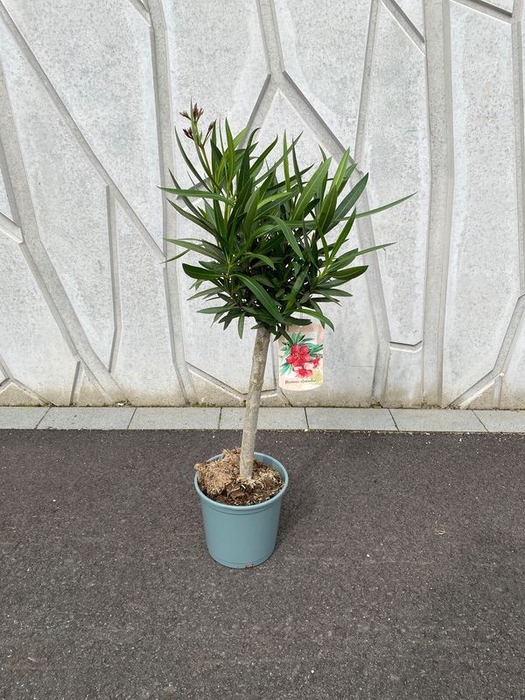 <h4>Nerium oleander</h4>