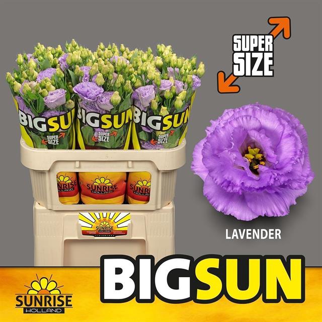 <h4>Lisianthus do big sun lavender</h4>