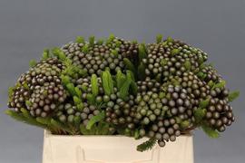 Brunia Albiflora