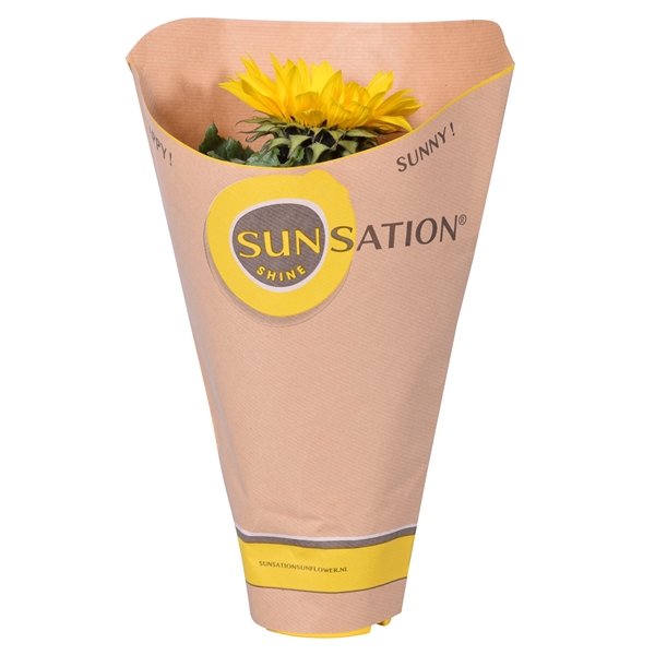 <h4>Helianthus in 'Sunsation' Hoes</h4>