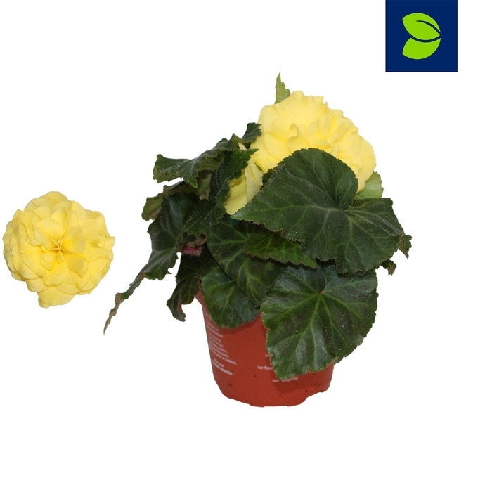 <h4>Begonia Fortune Yellow</h4>