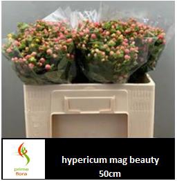 <h4>HYP MAG BEAUTY</h4>