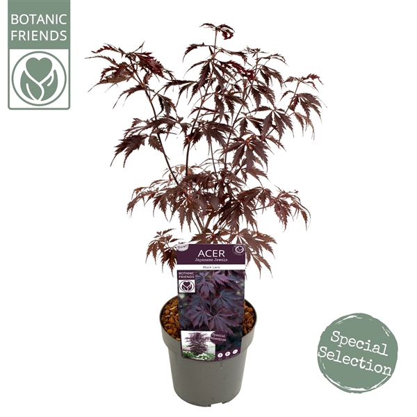 <h4>Acer palm. 'Black Lace' ® extra kwaliteit</h4>