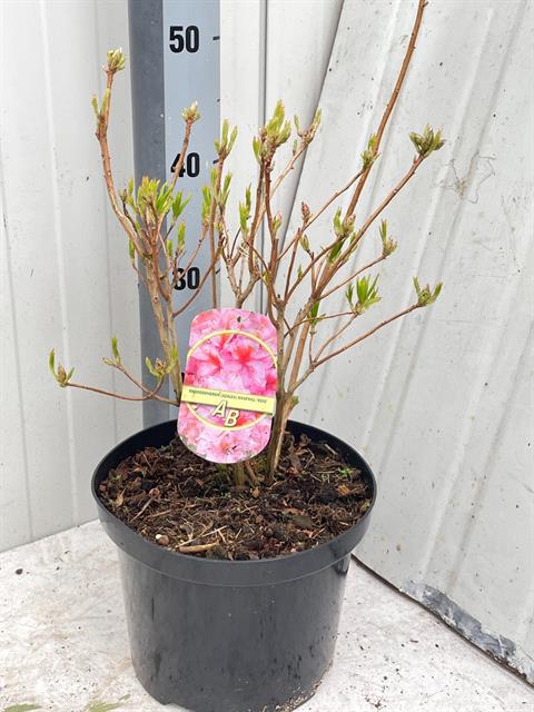 Rhododendron Knaphill-Exbury Berryrose 23Ø 50cm