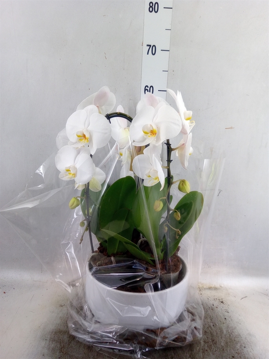 <h4>Arr.  Orchidee L%</h4>
