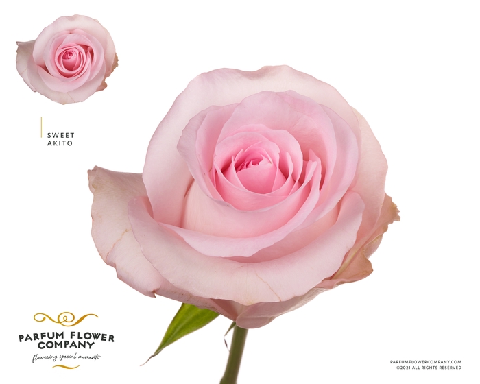<h4>Rosa Premium Sweet Akito</h4>