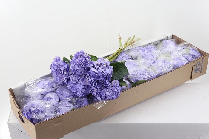 <h4>Hydr Lavendel Tinted Sel Box</h4>