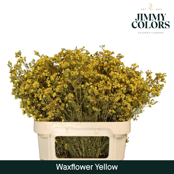 <h4>Waxflower premium L80 Yellow</h4>