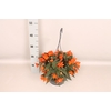 Hangpot 23 cm Begonia Orange