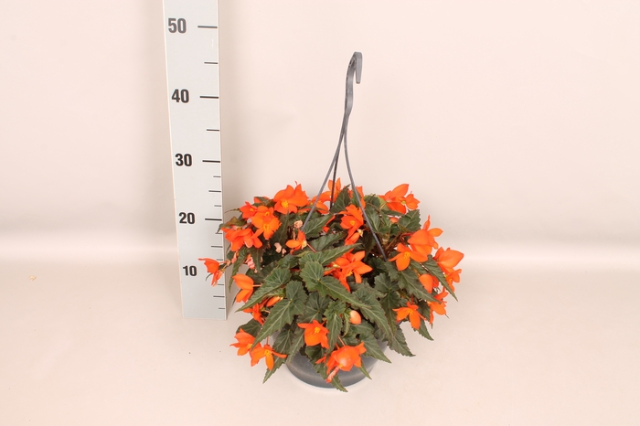Hangpot 23 cm Begonia Orange