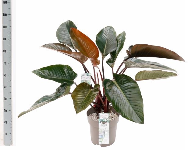 Philodendron Red Beauty 27Ø 90cm
