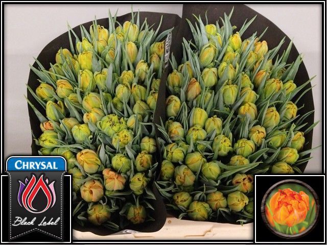 <h4>Tulipa do monte orange</h4>