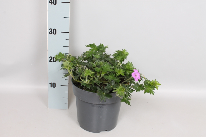 vaste planten 19 cm  Geranium Blushing winter
