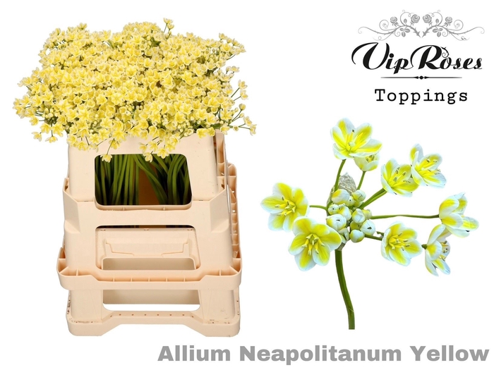 <h4>Allium Neap Pnt Yellow</h4>