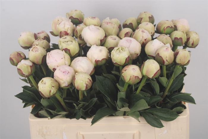 <h4>Paeonia L Odile Extra</h4>