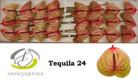 <h4>ANTH A TEQUILA 24</h4>