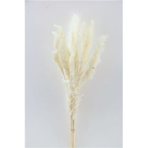 DRIED FLUFFY PAMPAS BLEACHED 35GR B