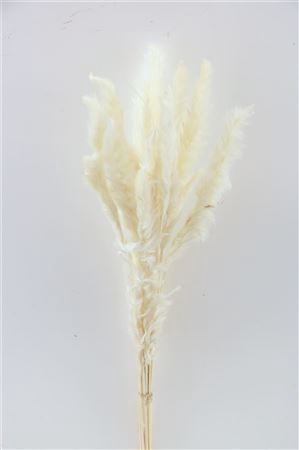 DRIED FLUFFY PAMPAS BLEACHED 35GR B