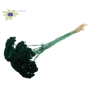 Achillea per stem unselected turquoise