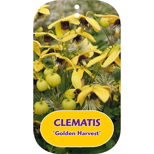 <h4>Clematis 'Golden Harvest'</h4>