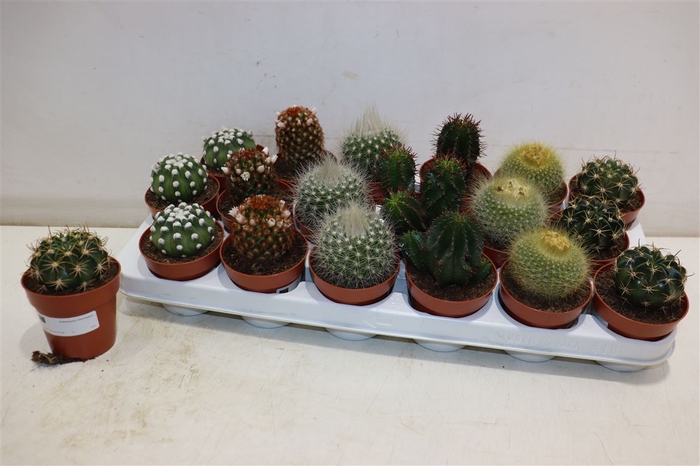 <h4>Cactus Gem 6 Srt</h4>