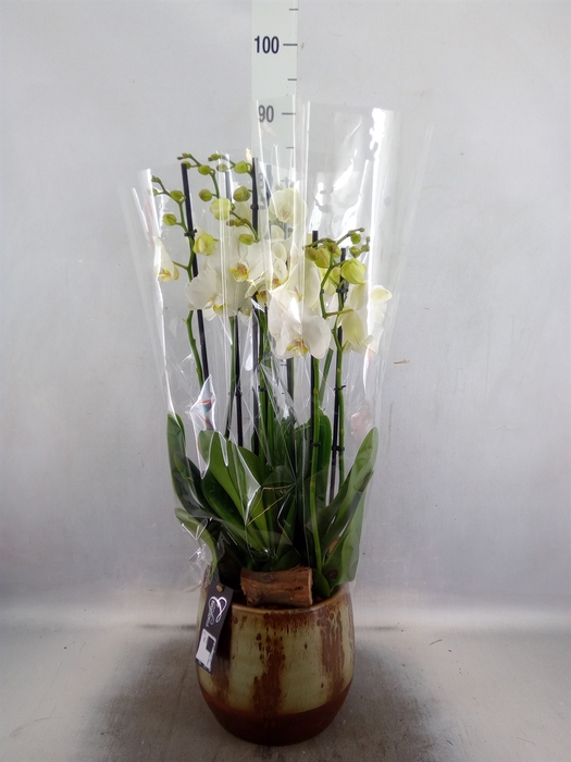 <h4>Arr.  Phalaenopsis MT   L%</h4>