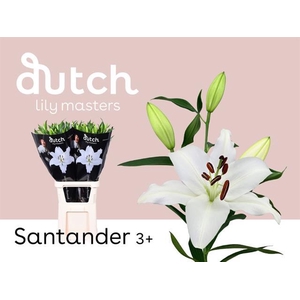 Lilium or santander