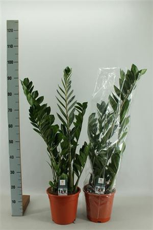 <h4>Zamioculcas Zamiifolia P21</h4>
