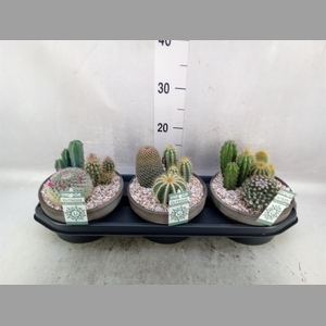 Arr.  Cactus L%
