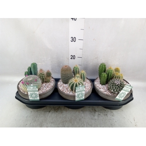 Arr.  Cactus L%