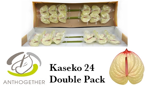 <h4>ANTH A KASEKO 24 Double Pack</h4>