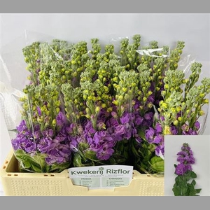 Matth Figaro Lavendel