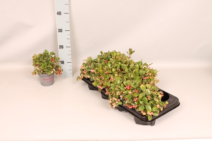 Gaultheria procumbens  13 cm