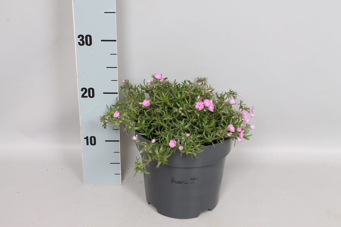 vaste planten 19 cm  Phlox Subulata Rose