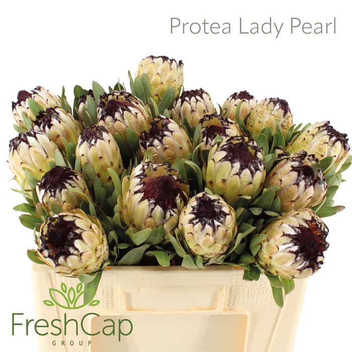 <h4>Protea Lady Pearl</h4>