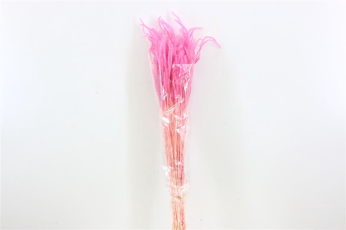 <h4>Dried Ouro Pink Bunch</h4>