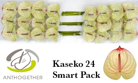 <h4>ANTH A KASEKO 24 Smart Pack</h4>
