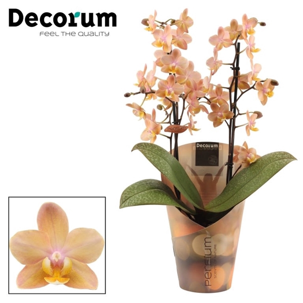 <h4>Phalaenopsis Perfíum 2+ tak Scention (Decorum)</h4>