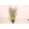 vaste planten 19 cm  Salvia nem Amethyst