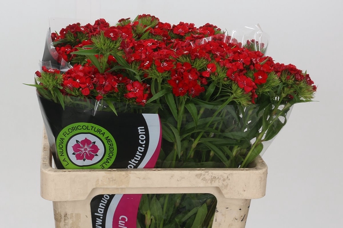 <h4>Dianthus Br Red Baron</h4>