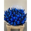 Tulp Blue
