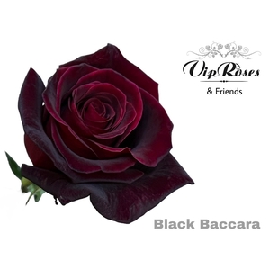 Rosa la black baccara