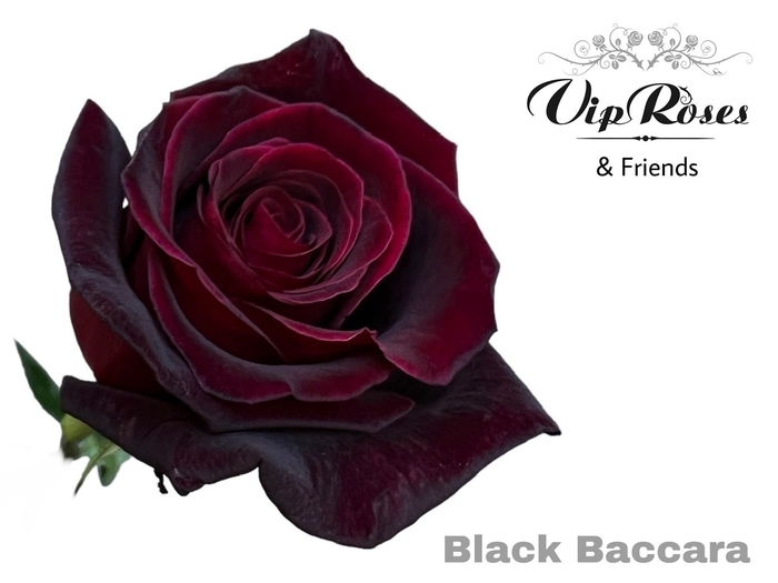 <h4>Rosa la black baccara</h4>