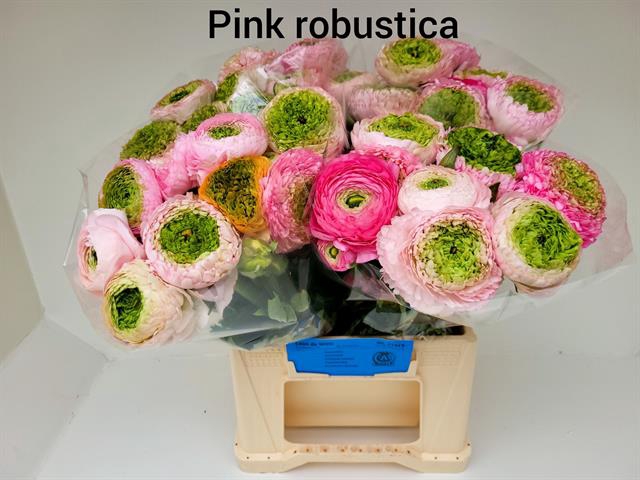 <h4>Ranunculus aazur pink robustica</h4>