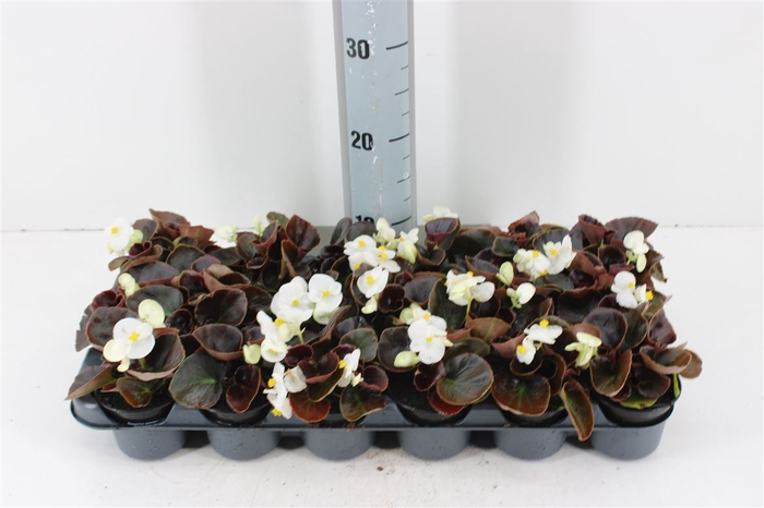 <h4>Begonia Semperflorens Grp Wit P9</h4>