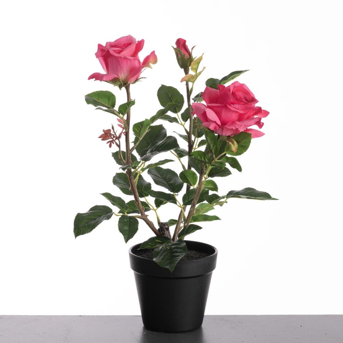 <h4>Af Rosa In Pot H40cm Beauty</h4>